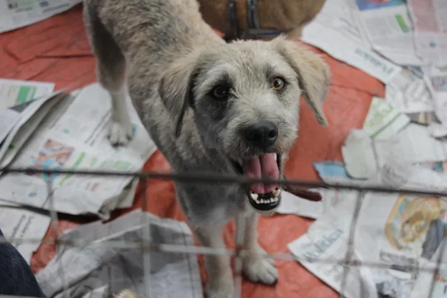 Cachorro ra a SRD idade 2 anos nome LINO