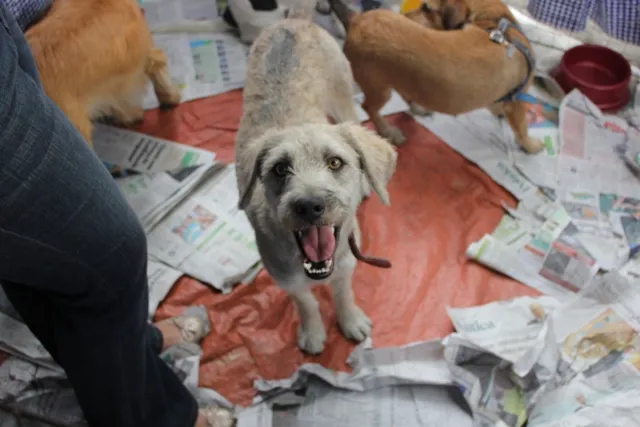 Cachorro ra a SRD idade 2 anos nome LINO
