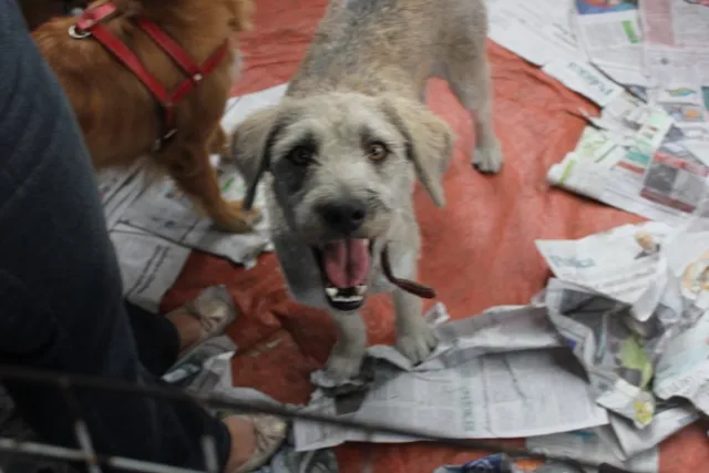 Cachorro ra a SRD idade 2 anos nome LINO