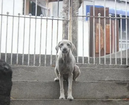 Cachorro ra a SRD idade 2 anos nome LINO