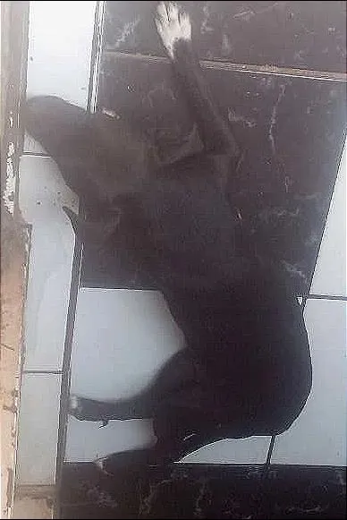 Cachorro ra a misturada com pitbull idade 3 anos nome nega