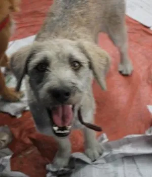 Cachorro raça SRD idade 2 anos nome LINO