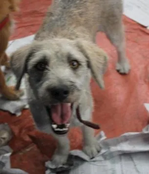 Cachorro ra a SRD idade 2 anos nome LINO