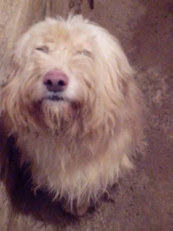 Cachorro ra a Golden x Podle idade 2 anos nome Principe