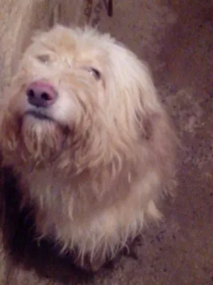 Cachorro raça Golden x Podle idade 2 anos nome Principe