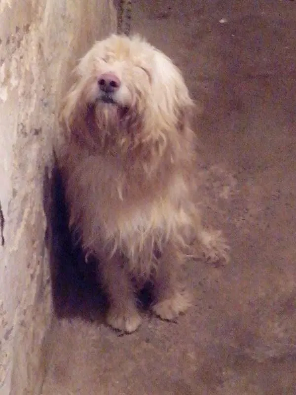 Cachorro ra a Golden x Podle idade 2 anos nome Principe