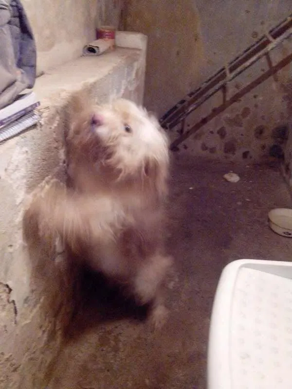 Cachorro ra a Golden x Podle idade 2 anos nome Principe