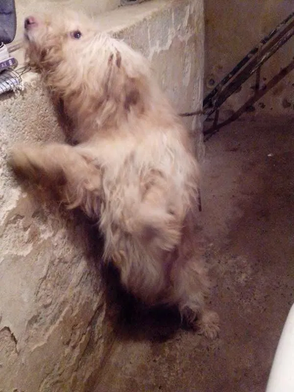 Cachorro ra a Golden x Podle idade 2 anos nome Principe