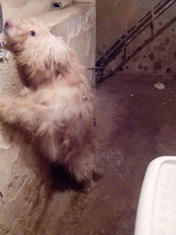 Cachorro ra a Golden x Podle idade 2 anos nome Principe