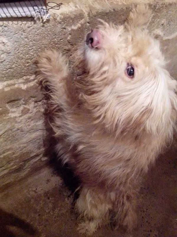 Cachorro ra a Golden x Podle idade 2 anos nome Principe