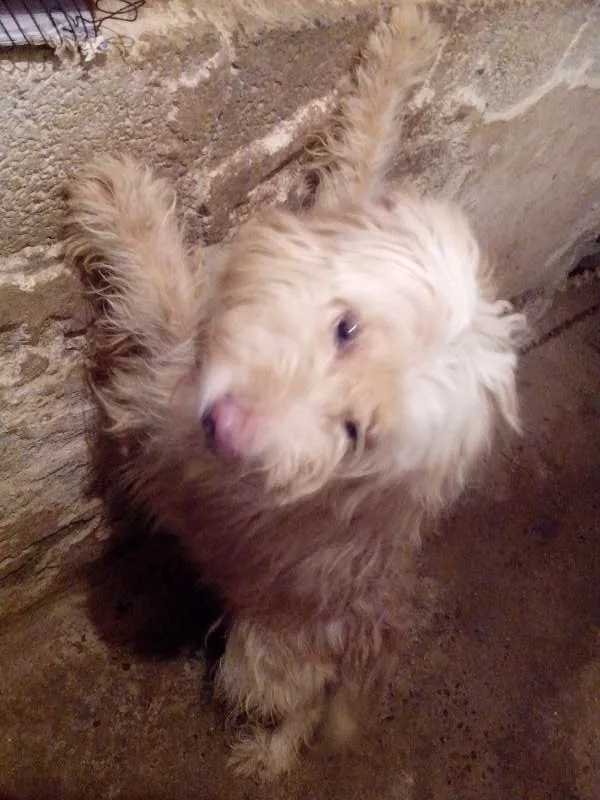 Cachorro ra a Golden x Podle idade 2 anos nome Principe
