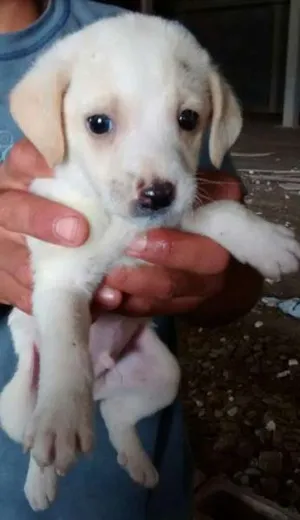 Cachorro raça  idade Abaixo de 2 meses nome Não tem