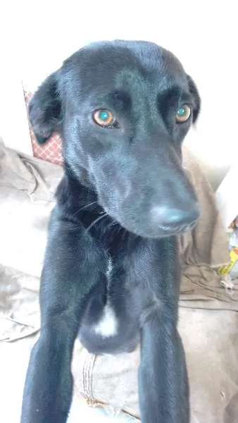 Cachorro ra a SRD idade 2 anos nome Jade