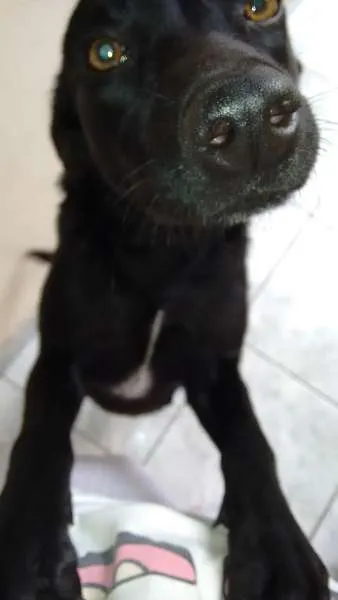 Cachorro ra a SRD idade 2 anos nome Jade