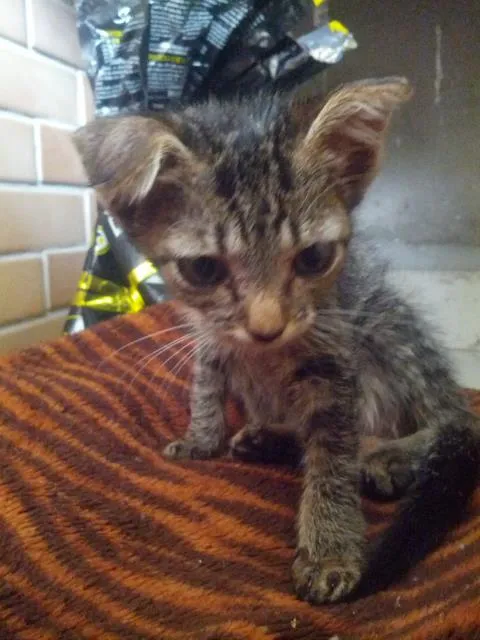 Gato raça Indefinida idade 2 a 6 meses nome Cindy