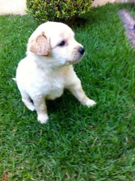 Cachorro ra a SRD idade 2 a 6 meses nome Talita, Thabata e T