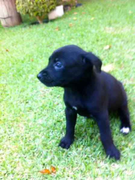 Cachorro ra a SRD idade 2 a 6 meses nome Talita, Thabata e T