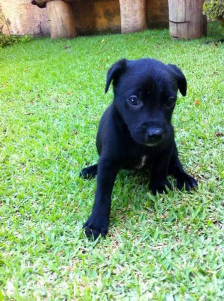 Cachorro ra a SRD idade 2 a 6 meses nome Talita, Thabata e T