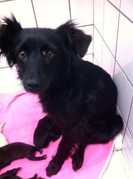 Cachorro ra a SRD idade 2 a 6 meses nome Talita, Thabata e T
