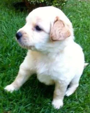 Cachorro raça SRD idade 2 a 6 meses nome Talita, Thabata e T