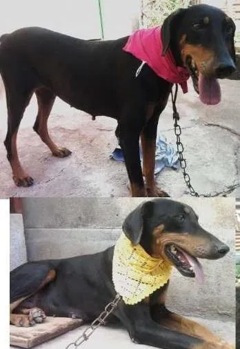 Cachorro raça Dobermann idade 7 a 11 meses nome Lisy /Nega