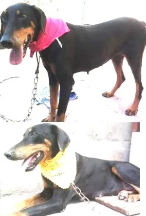 Cachorro raça Dobermann idade 7 a 11 meses nome Lisy /Nega