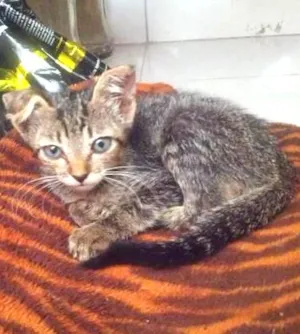 Gato raça Indefinida idade 2 a 6 meses nome Cindy