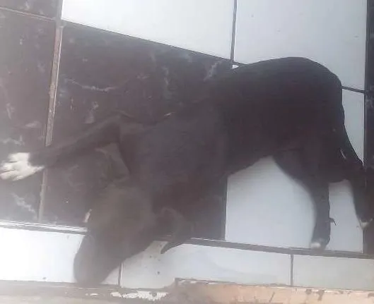 Cachorro ra a misturada com pitbull idade 3 anos nome nega