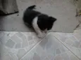 gatinhos
