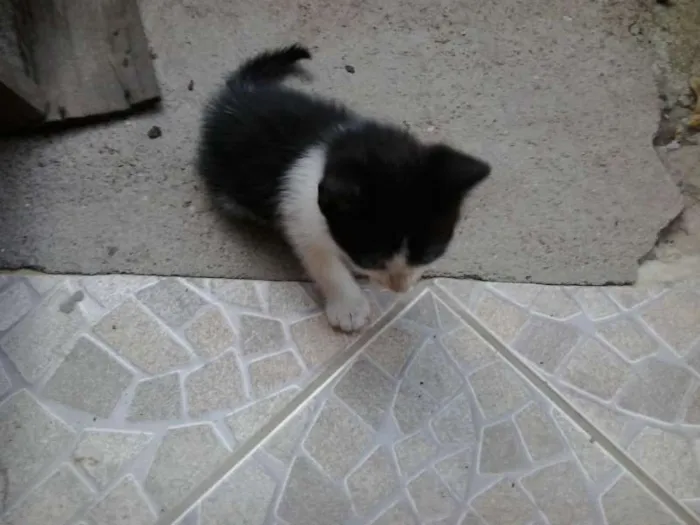 Gato ra a vira-lata idade Abaixo de 2 meses nome gatinhos