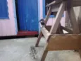 gatinhos