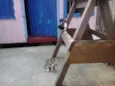 gatinhos