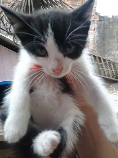 Gato ra a vira-lata idade Abaixo de 2 meses nome gatinhos
