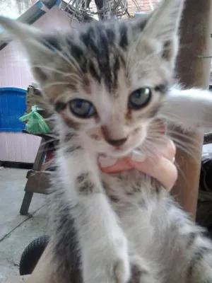 Gato raça vira-lata idade Abaixo de 2 meses nome gatinhos