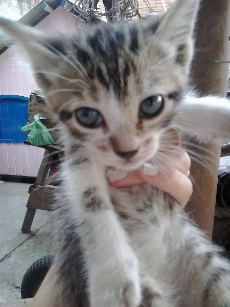 Gato ra a vira-lata idade Abaixo de 2 meses nome gatinhos