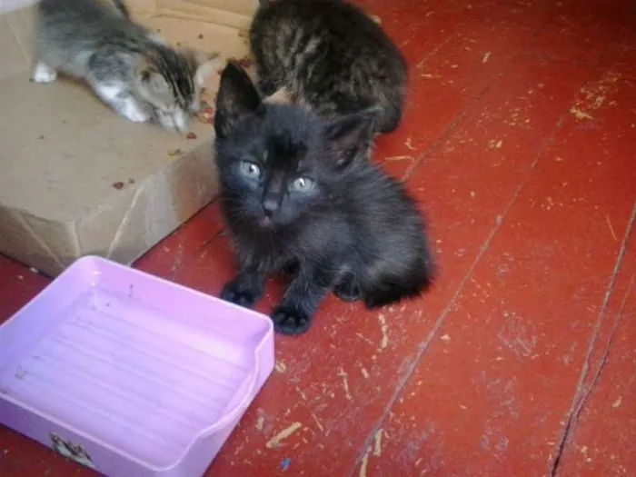 Gato ra a vira-lata idade Abaixo de 2 meses nome gatinhos
