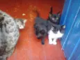 gatinhos