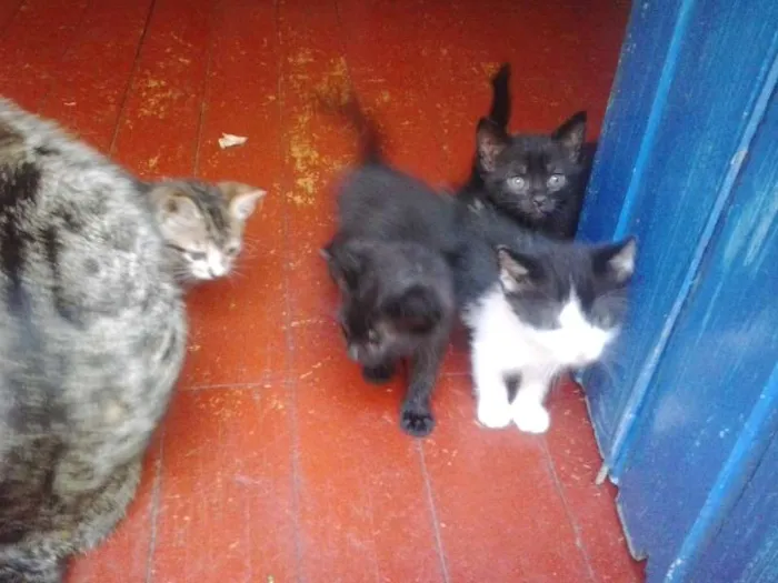 Gato ra a vira-lata idade Abaixo de 2 meses nome gatinhos