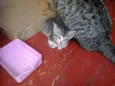 gatinhos