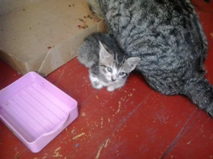 Gato ra a vira-lata idade Abaixo de 2 meses nome gatinhos