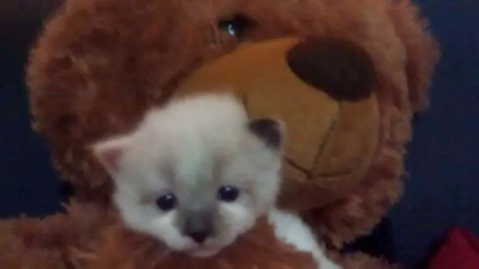 Gato ra a Vira Lata idade Abaixo de 2 meses nome Jujuba