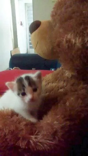 Gato ra a Vira Lata idade Abaixo de 2 meses nome Jujuba