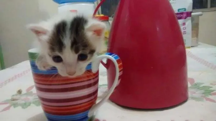 Gato ra a Vira Lata idade Abaixo de 2 meses nome Jujuba