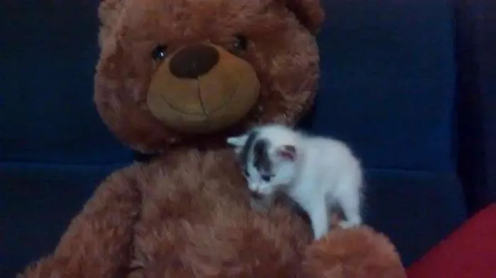 Gato ra a Vira Lata idade Abaixo de 2 meses nome Jujuba