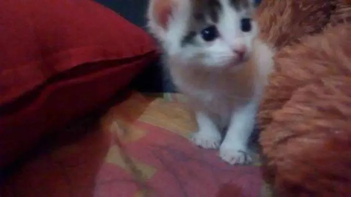 Gato ra a Vira Lata idade Abaixo de 2 meses nome Jujuba