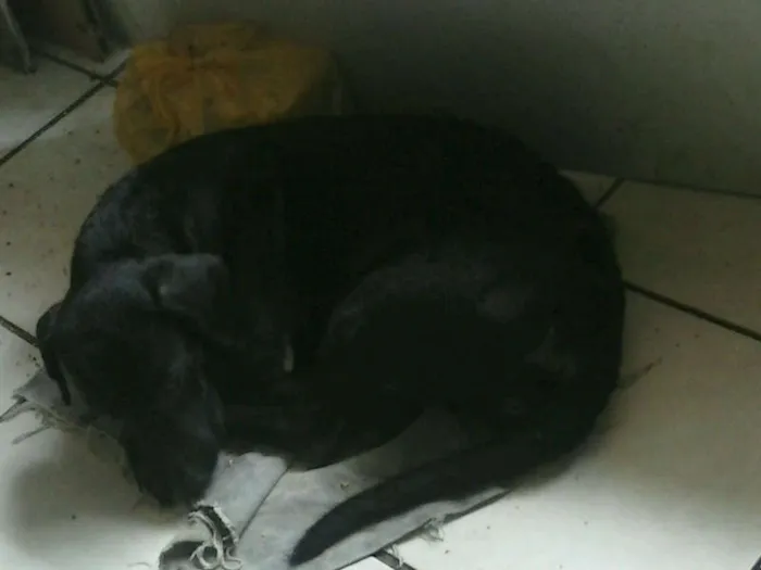 Cachorro raça SRD idade 2 a 6 meses nome Pretinha
