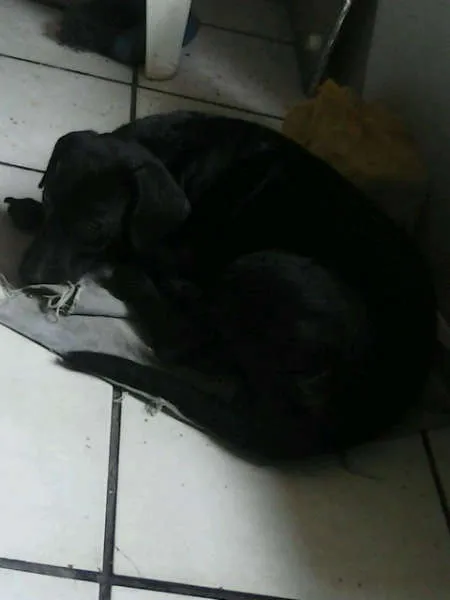 Cachorro raça SRD idade 2 a 6 meses nome Pretinha