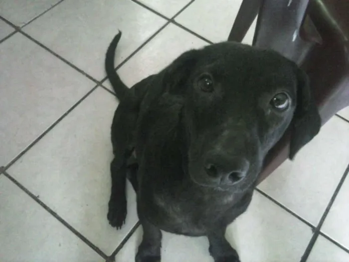 Cachorro raça SRD idade 2 a 6 meses nome Pretinha