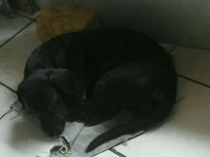 Cachorro raça SRD idade 2 a 6 meses nome Pretinha