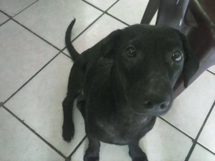 Cachorro raça SRD idade 2 a 6 meses nome Pretinha